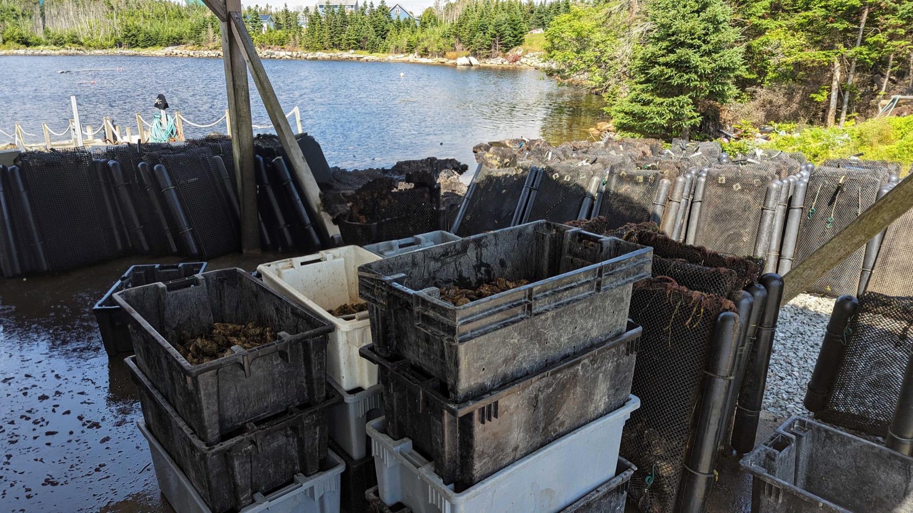 Oyster crates and cages staged at a lakeside farm site