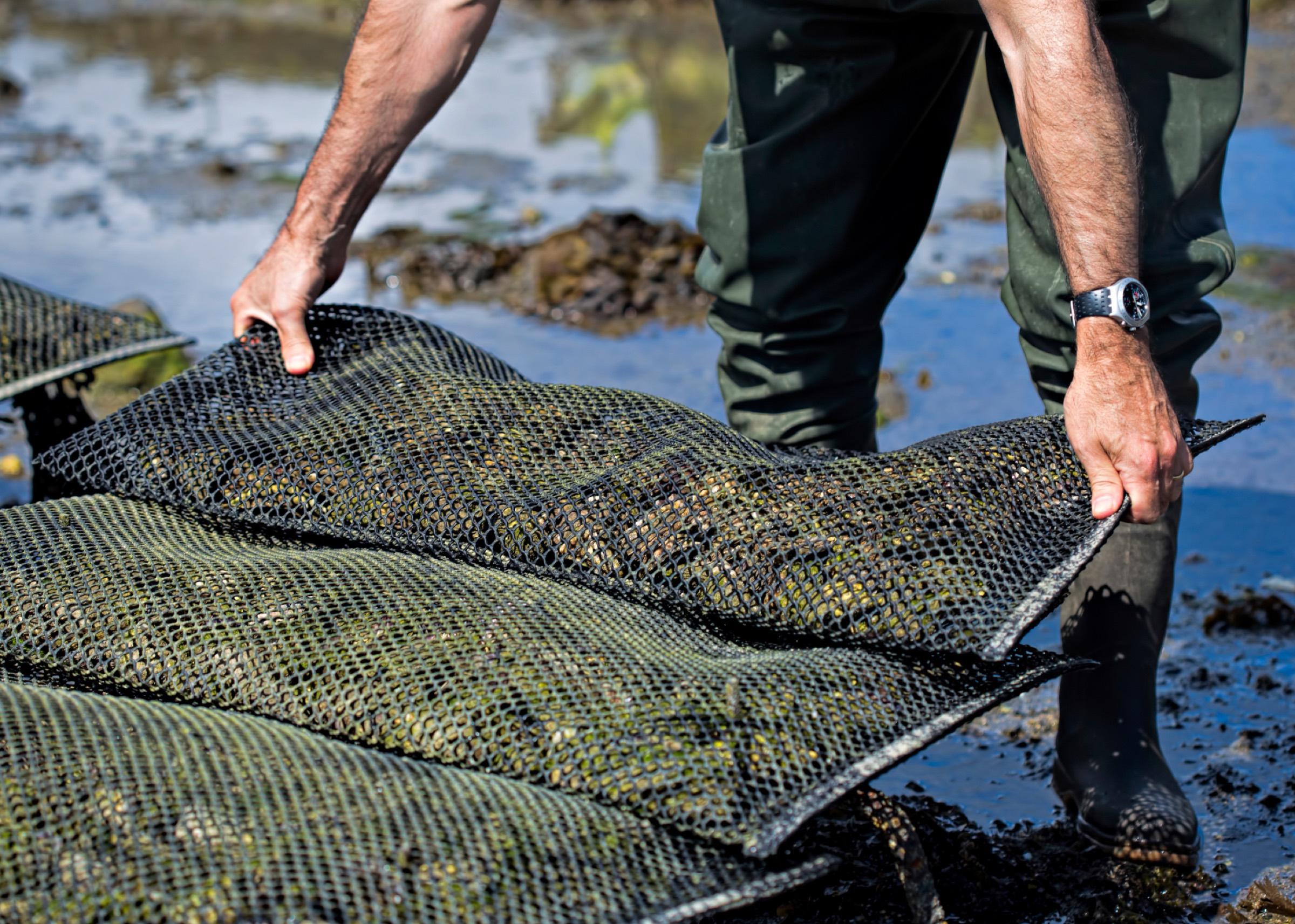 A farmer lifting mesh bags of oysters at a tidal lease
