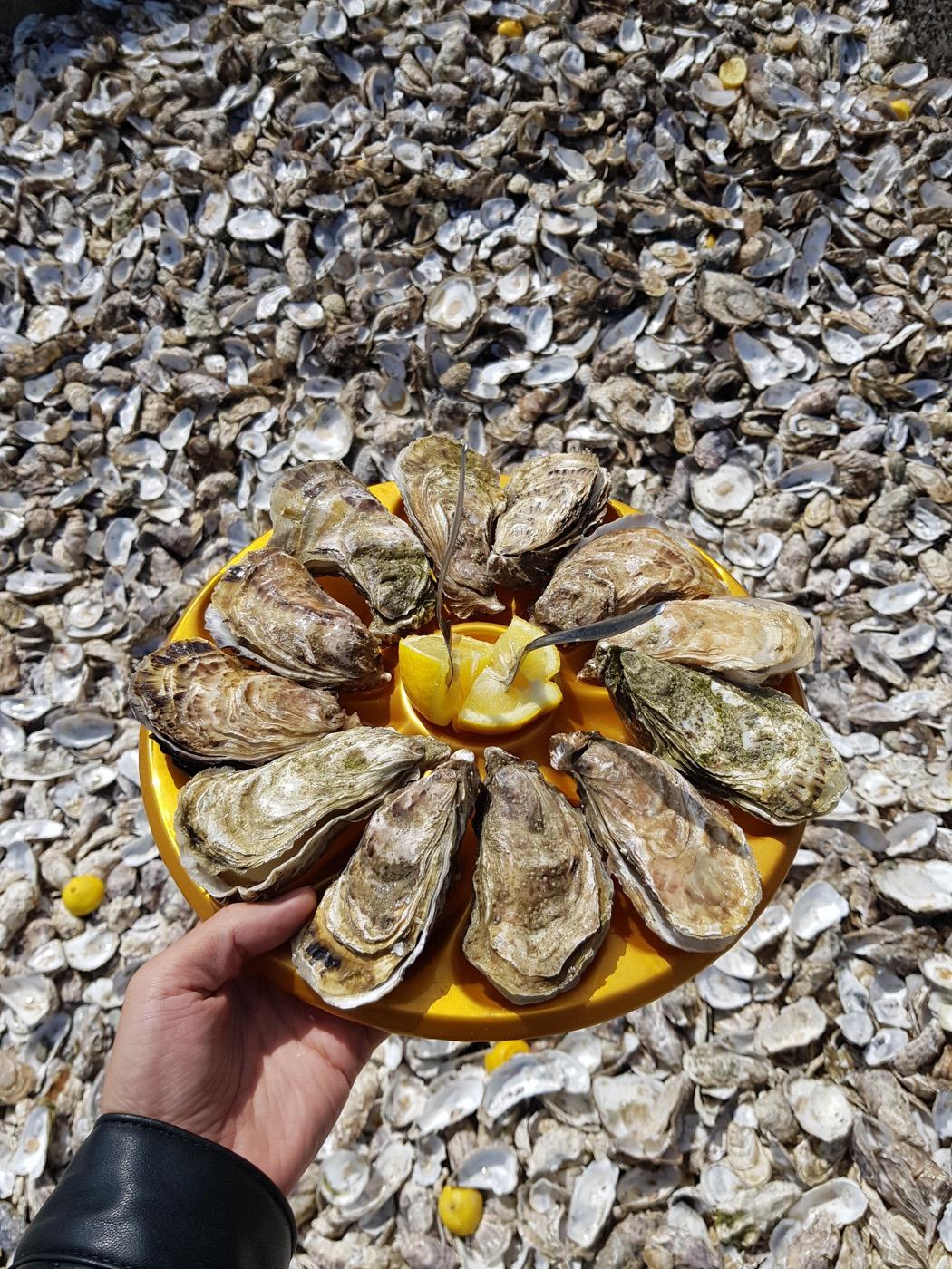 A platter of harvested oysters held above a bed of shells